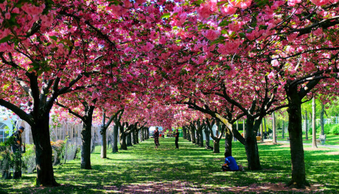 ニューヨークの気候 Newyork Jp