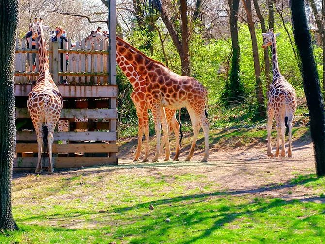 NYC ブロンクス動物園のキリン