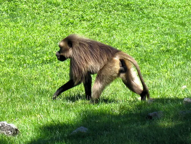 NYC ブロンクス動物園のサル