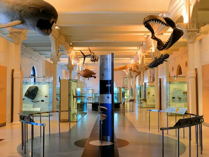 ニューヨーク アメリカ自然史博物館 - NewYork.jp