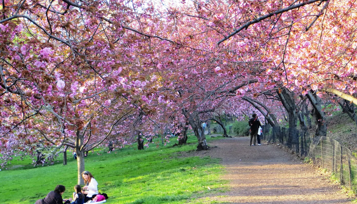 ニューヨークの桜 セントラルパーク