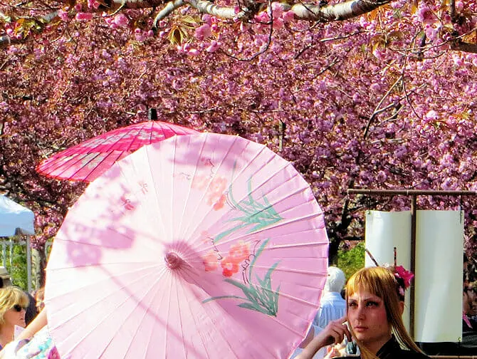 ニューヨークの桜 ブルックリン植物園での桜祭り