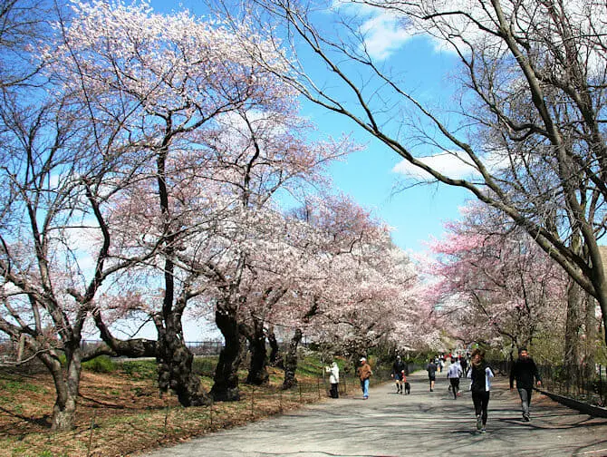 ニューヨークの桜 ユニオンスクエア