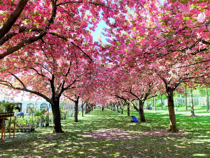 ニューヨークの桜