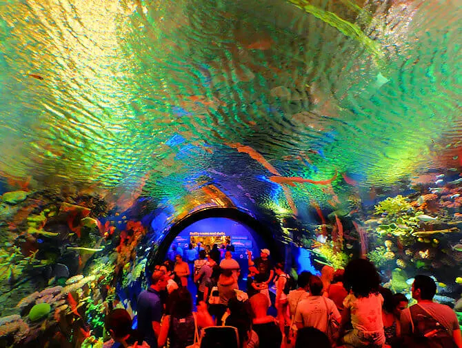 ニューヨーク 水族館 - サンゴ礁