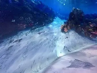 ナショナルジオグラフィック エンカウンター オーシャン オデッセイ - 水面下